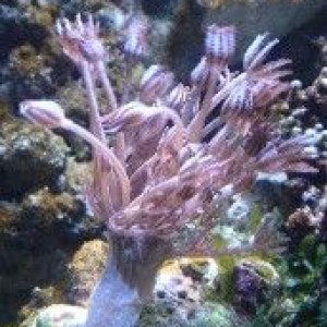 pic58_pulsingxeniaaction4.jpg