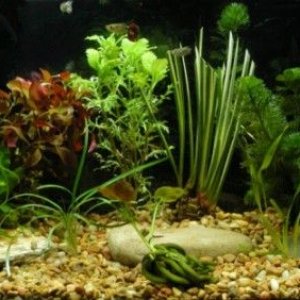 10_gal_Guppy_Tank.jpg