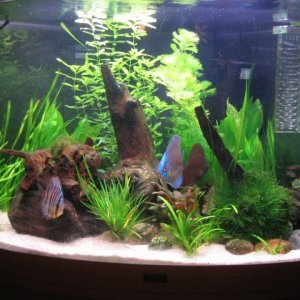 tank2wk.jpg