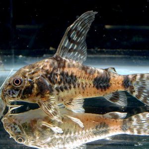 C.sp_CW03.jpg