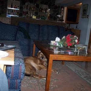 dogdog.jpg