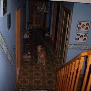doginhall.jpg