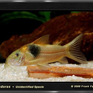 corydoras_unk_1a_lq.jpg