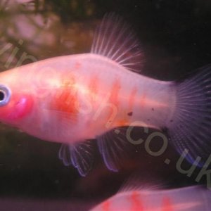 Bleeding_heart_platy.jpg