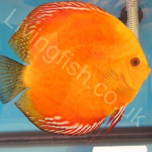Discus.jpg