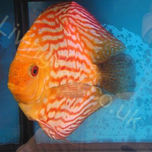 Discus_2.jpg
