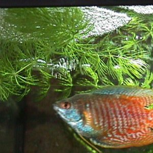 Bubbly_gourami.jpg