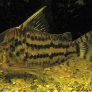 Corydoras_schwartzi_2.jpg