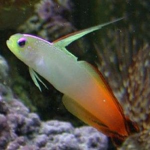 firefish.jpg