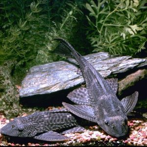 pleco.jpg