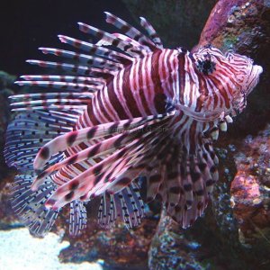 lion_fish.jpg