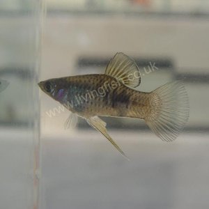 Phallichthys_fairweatheri.jpg