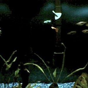rasboras_and_guppies.jpg