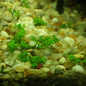 Fish_Tank_006.jpg