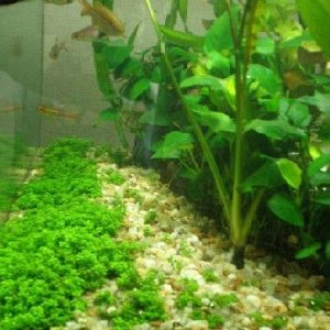 Fish_Tank_007.jpg