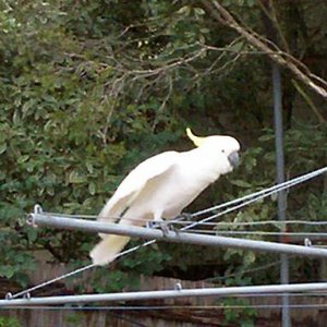 cockatoo.jpg