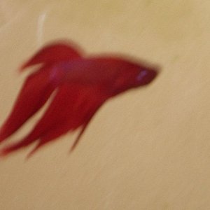 Betta_011.jpg