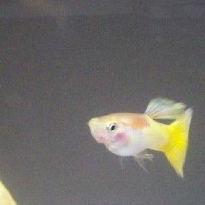 Squirt1.jpg