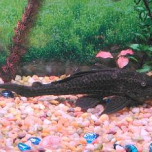 DSC00238smaller_darker_colored_pleco.JPG