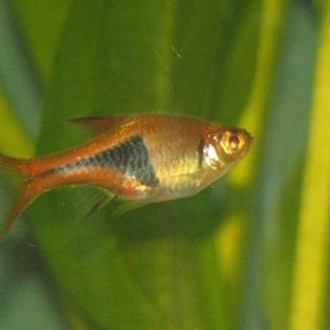 Rasbora.jpg