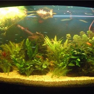 fish_tank_2_011.jpg