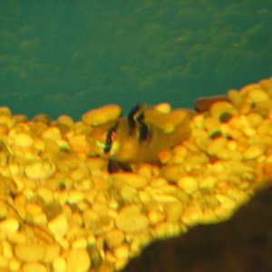 Laying_Eggs.jpg