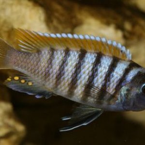 cynotilapia_afra_jalo_reef.JPG