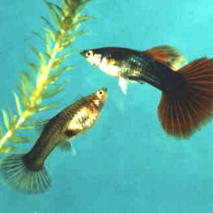 sbs_guppy.jpg