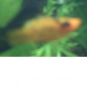 Sailfin_Molly.JPG