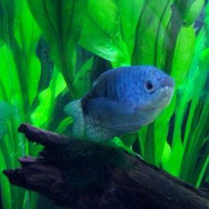 1_Gourami.JPG