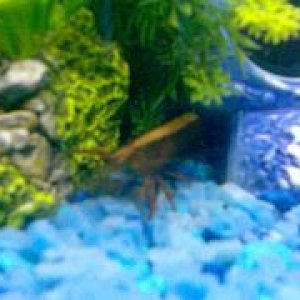 shrimpii.JPG