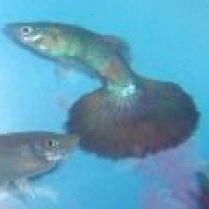 fish55555555.JPG