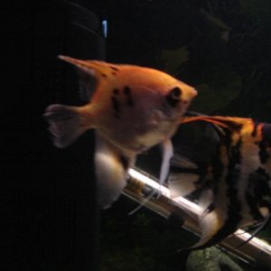 Fish_pics_030x.JPG