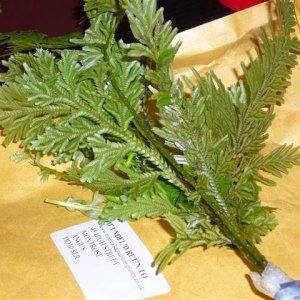 P1000230__Small_.JPG