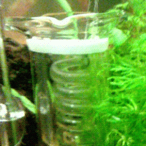 CO2.GIF