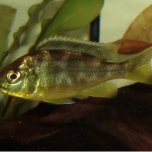 fishid.JPG