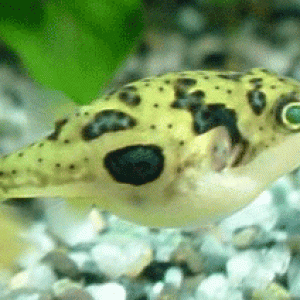 puffer_dwarf.gif