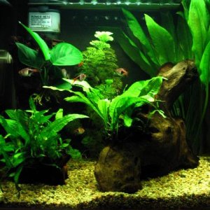 Tank_shots_01.02.07_001.jpg