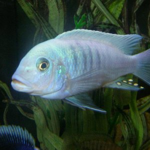 fish_23rd_Jan__1_.JPG