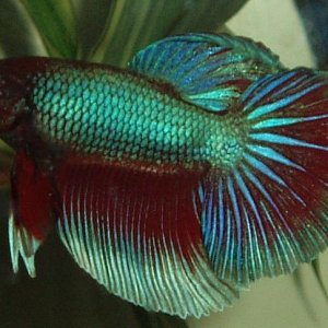 newboy1.JPG