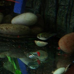 puffer_feb07small.JPG