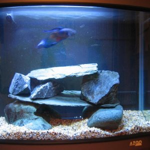 fishtanks_005.JPG