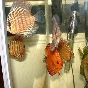 Discus.JPG