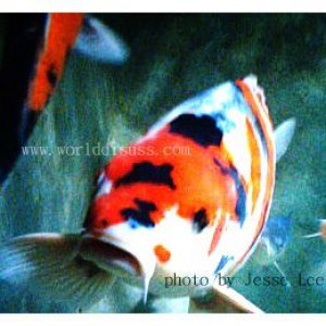 fish01.jpg