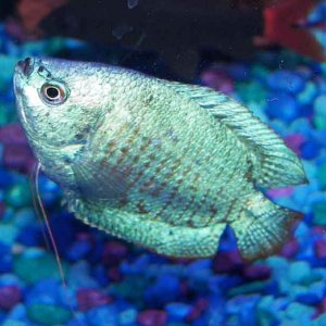 powderbluegourami.jpg