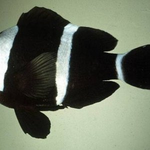 amphiprion_tricinctus.jpg