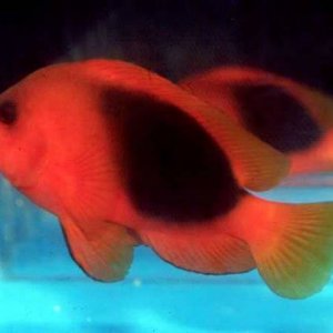 amphiprion_ephippium.jpg