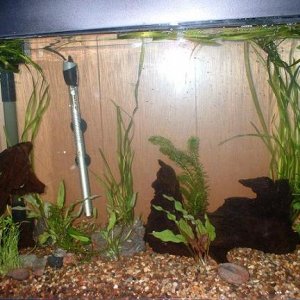 fish_tank_1_2007_001b.JPG