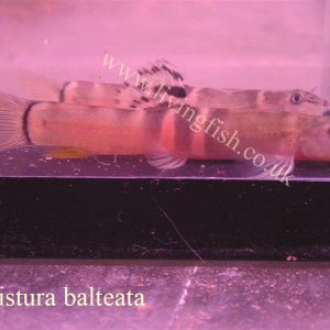 Schistura_balteata.jpg