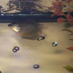 Pearl_Gourami.JPG